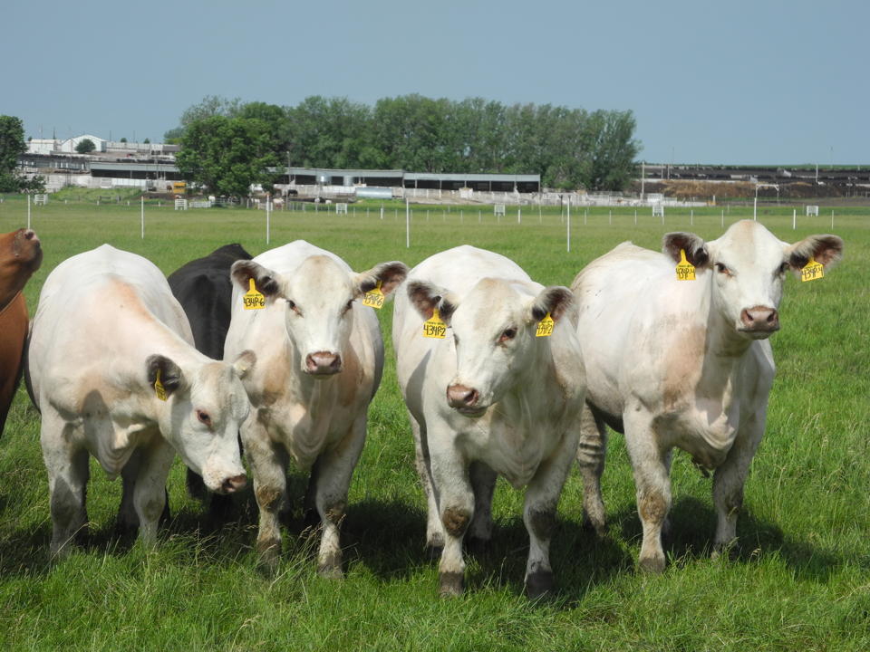 Cloned Cows-YahooNews_TransOvaGenetics