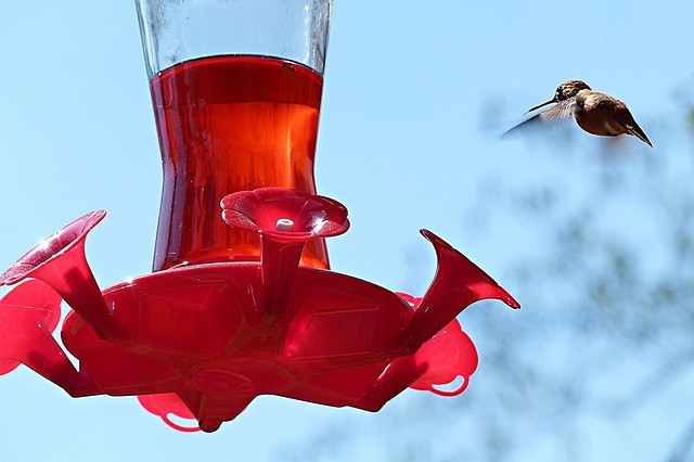 Hummingbird at Feeder