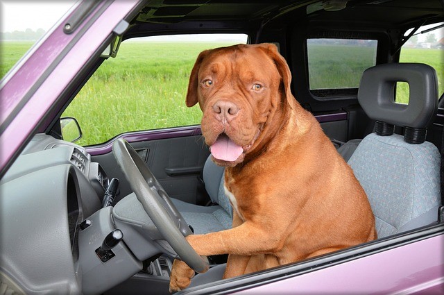 Let the dog drive