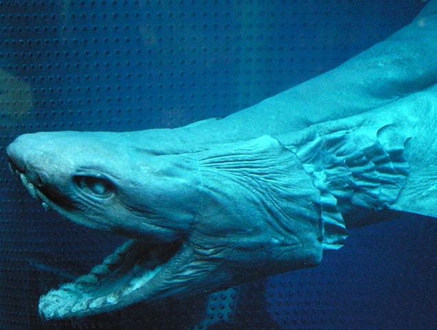 Frilled Shark