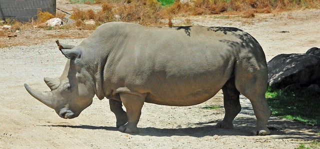 Angalifu the Northern White Rhinoceros