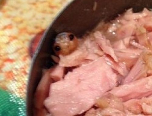 What IS THAT in My Tuna?
