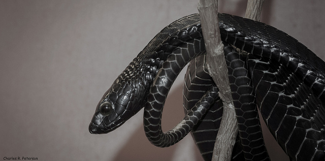 Boomslang snake