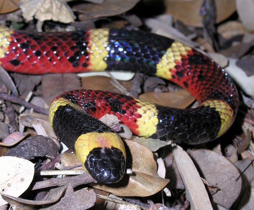 Coral Snake