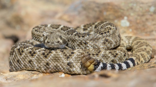 Western Diamond Backed Rattlesnake