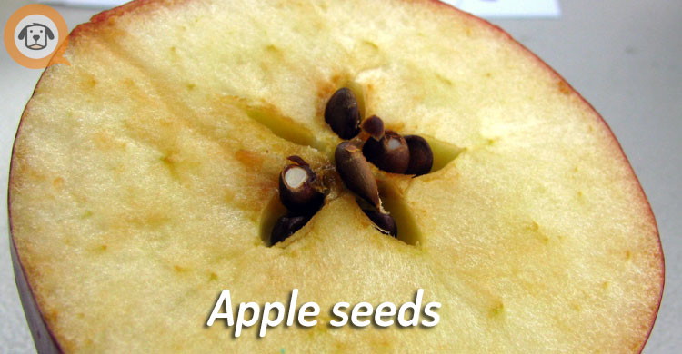 apple seeds