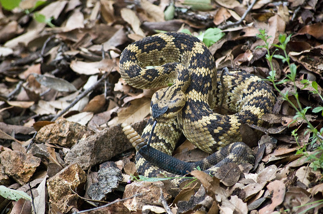 black tail rattlesnake