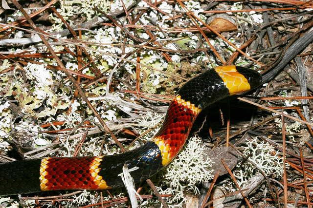 coral snake