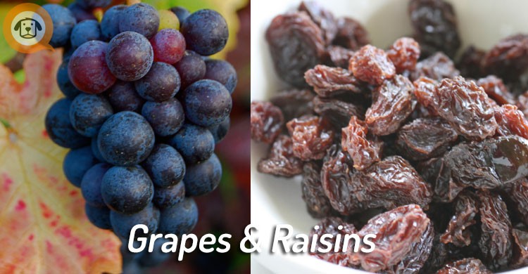 grapes and raisins