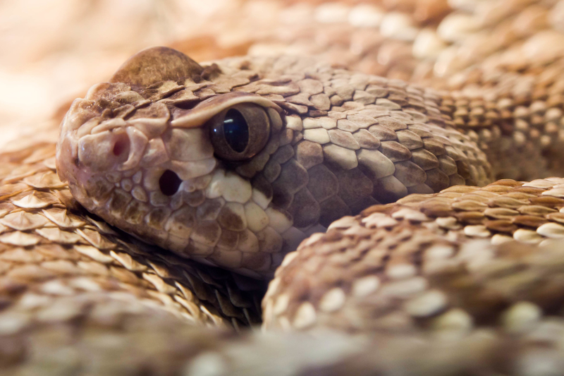 mojave rattlesnake