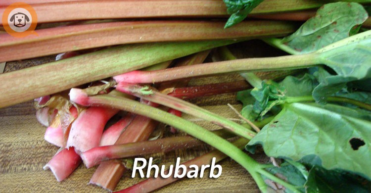 rhubarb