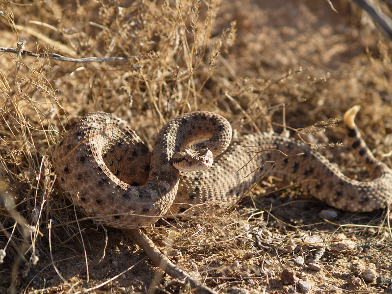 sidewinder snake