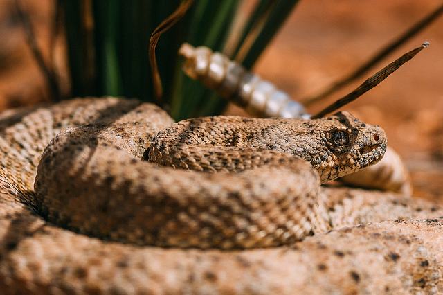 speckled rattlesnake