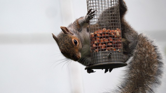 squirrel on a bird feeder