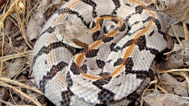 timber rattlesnake