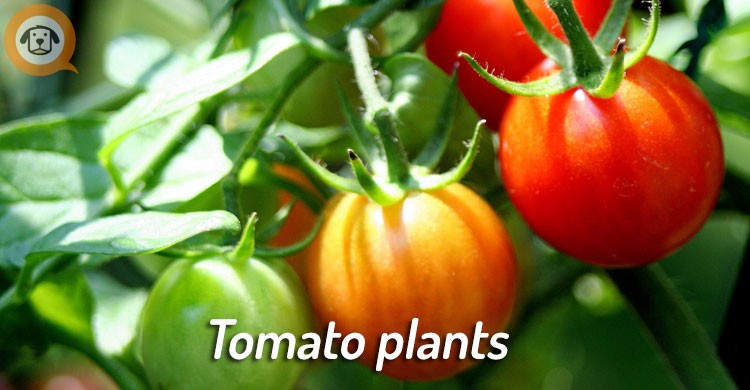 tomato plant